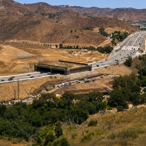 Wildlife Crossing Reconnect A Natural World Divided By Highways