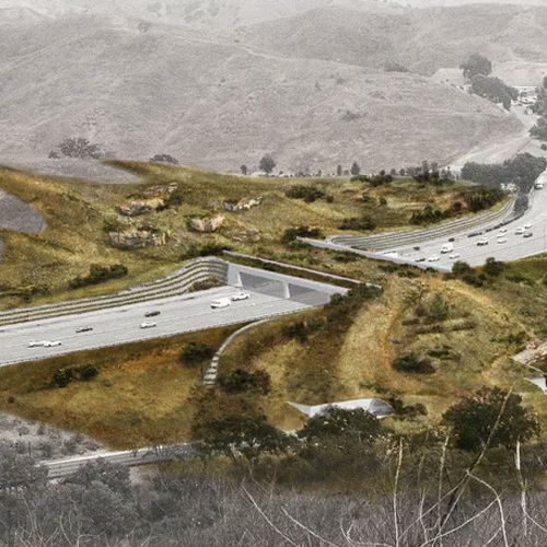 This massive wildlife crossing will help protect wildlife from L.A. drivers on the 101