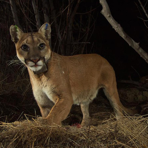 Los Angeles’ mountain lions face extinction without your help