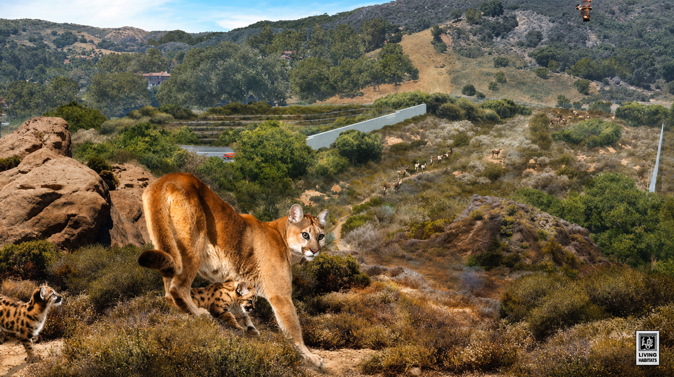 Native Plants, Local Nursery Will Ensure Historic Wallis Annenberg Wildlife Crossing Boosts Biodiversity While Improving Connectivity