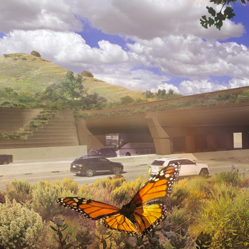 Safe passages for wildlife (and people)