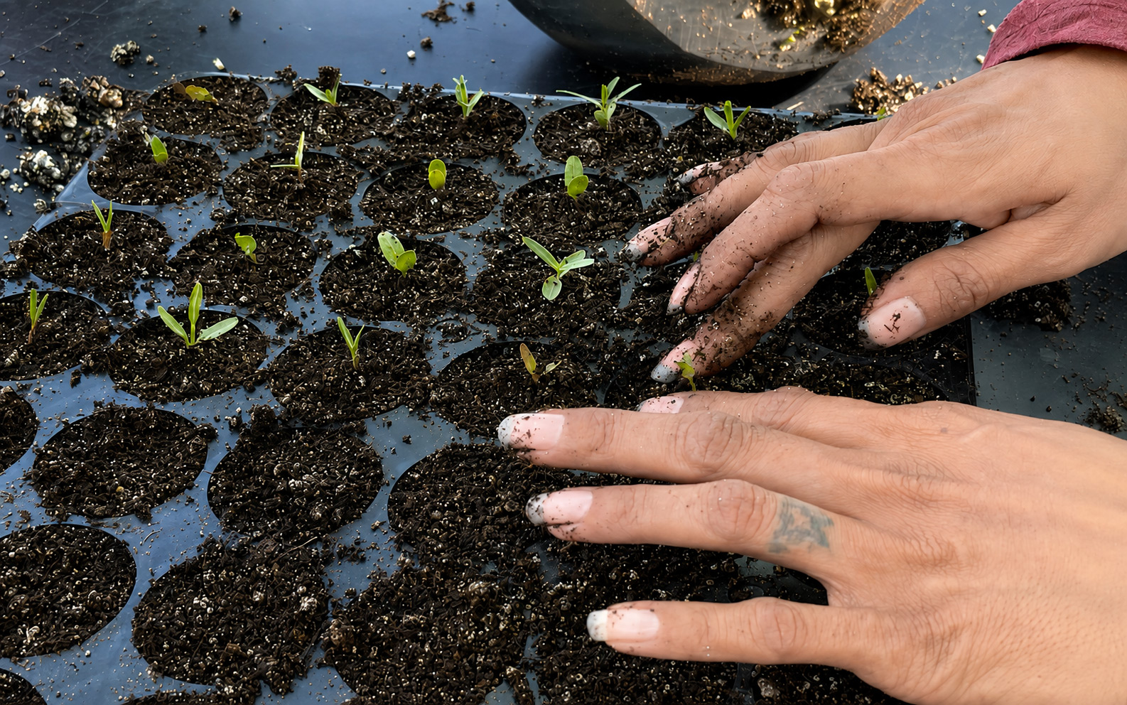  Creating an Ecological Stitch at the Wallis Annenberg Wildlife Crossing