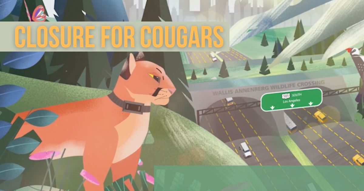 #SaveLACougars Campaign Prepares to Celebrate Exciting and Major Construction Milestone for the World’s Largest Wildlife Crossing