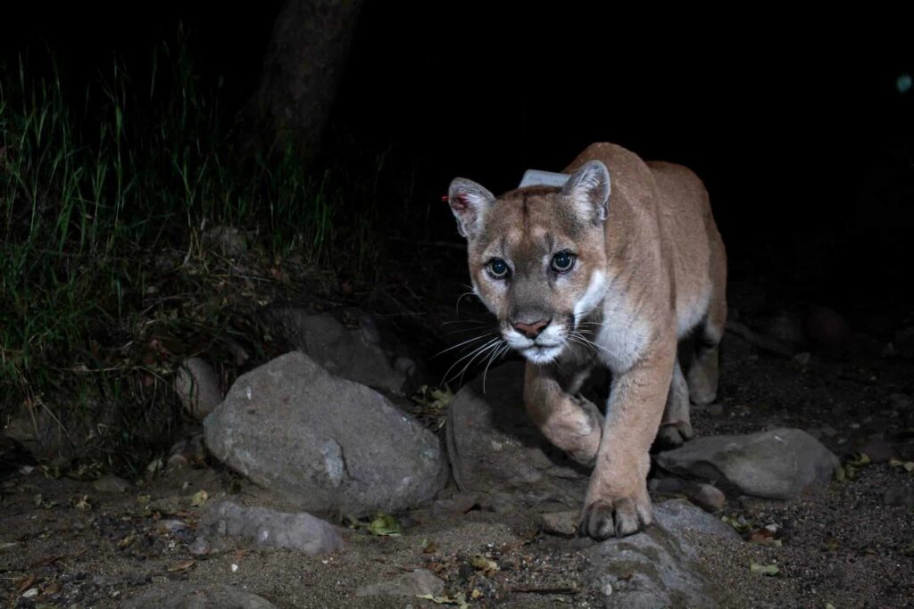 The Wildlife Conservation Bridge saving the Mountain Lions in California 