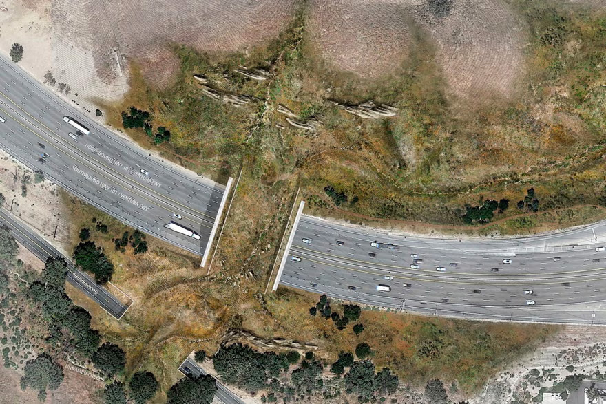 Animal crossing: world’s biggest wildlife bridge comes to California highway