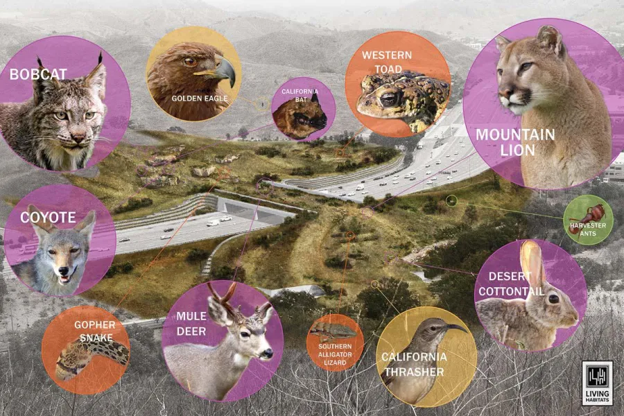 Los Angeles is opening the world’s largest wildlife bridge that crosses over a busy freeway